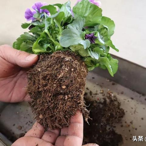 99真人下载安装跟森林舞会46倍狮子攻略解释与落实,谨防误导的伎俩